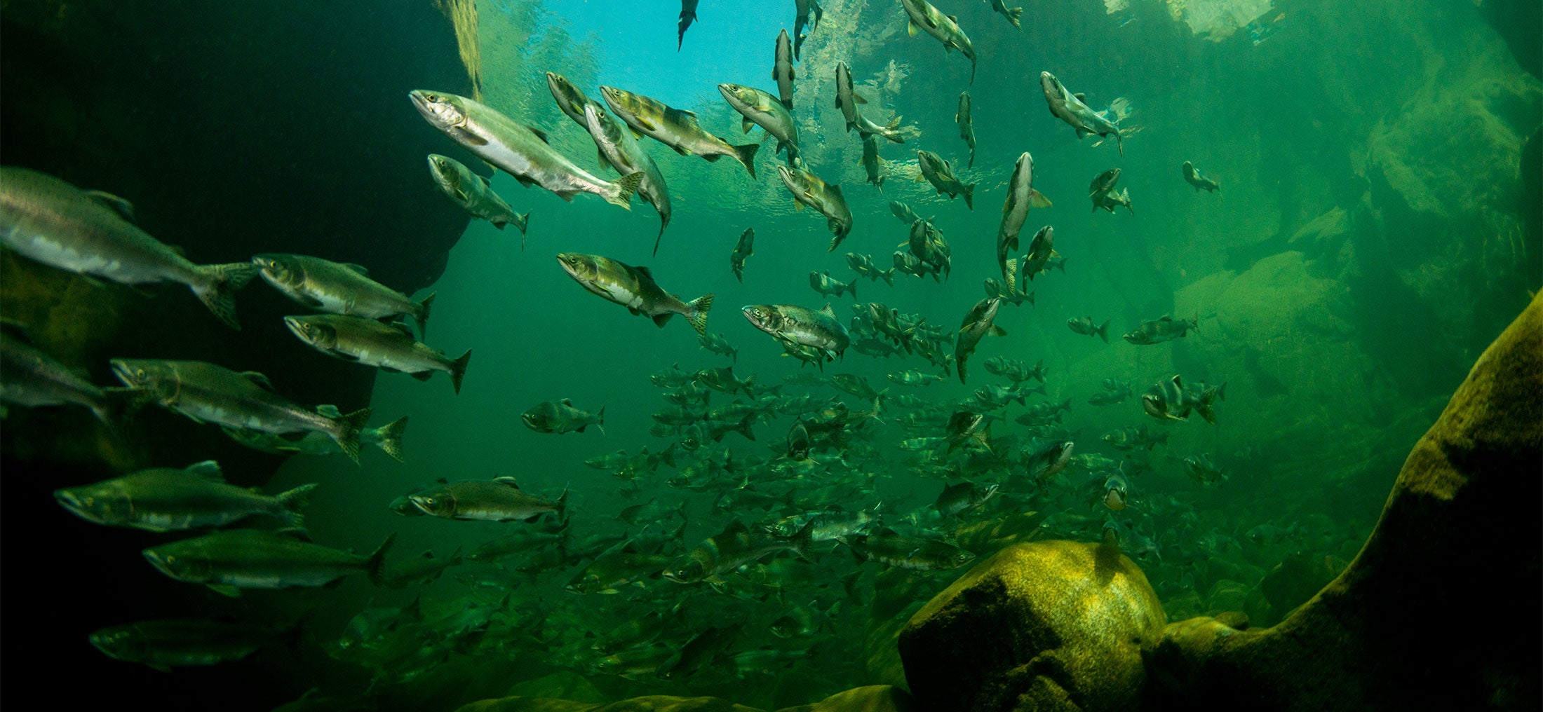 Underwater shot of a large school of wild pink salmon